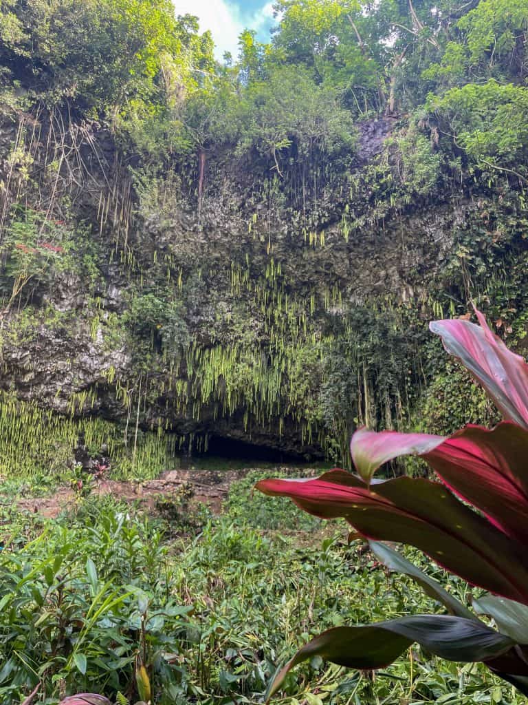 a natural cave grotto filled with green ferns, vines, tropical foliage and red flowers