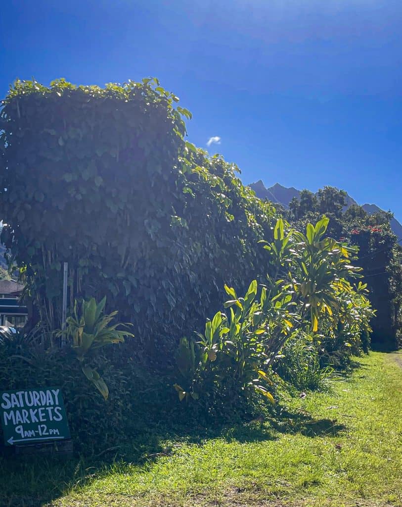 a 20ft wall of thick green foliage with a green sign stating "Saturday Market 9am-12pm"
