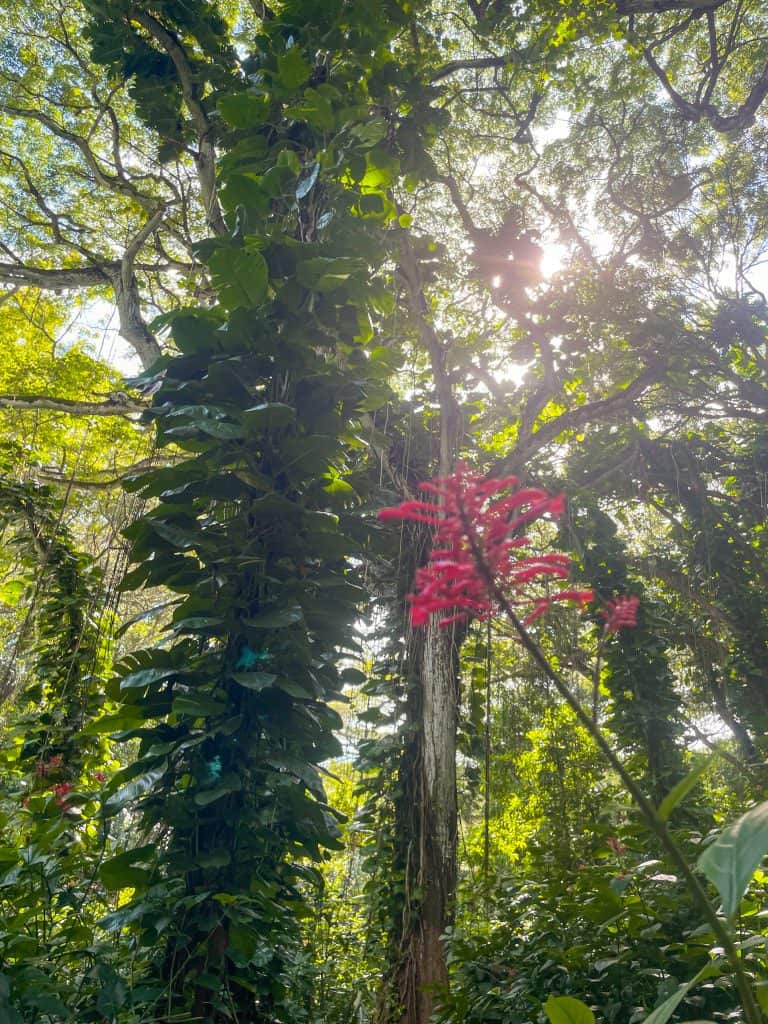 tropical jungle in kauai with large pothos vining up tall tress and pink flowers