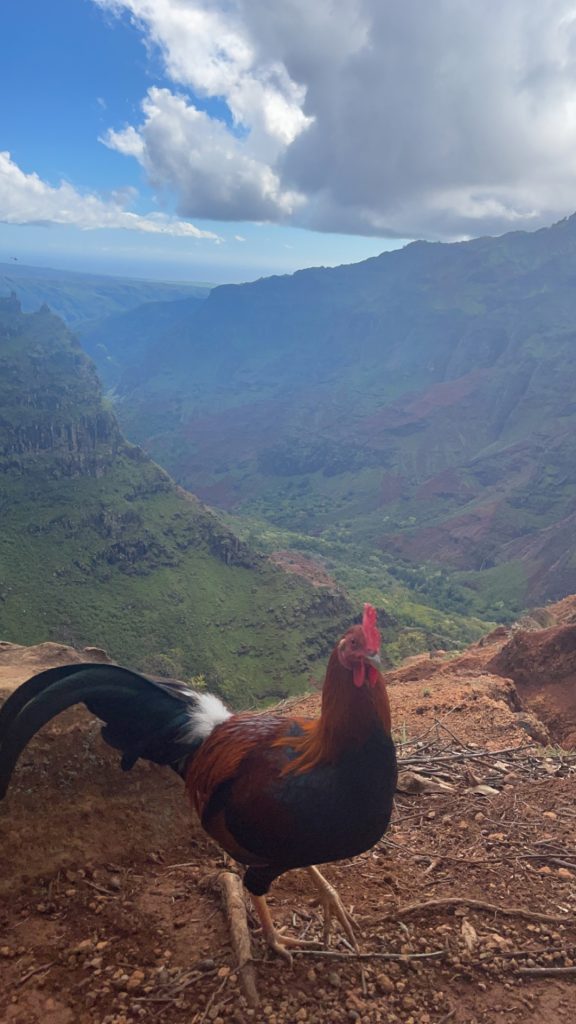 a wild chicken overlooking the waimea canyon in kauai