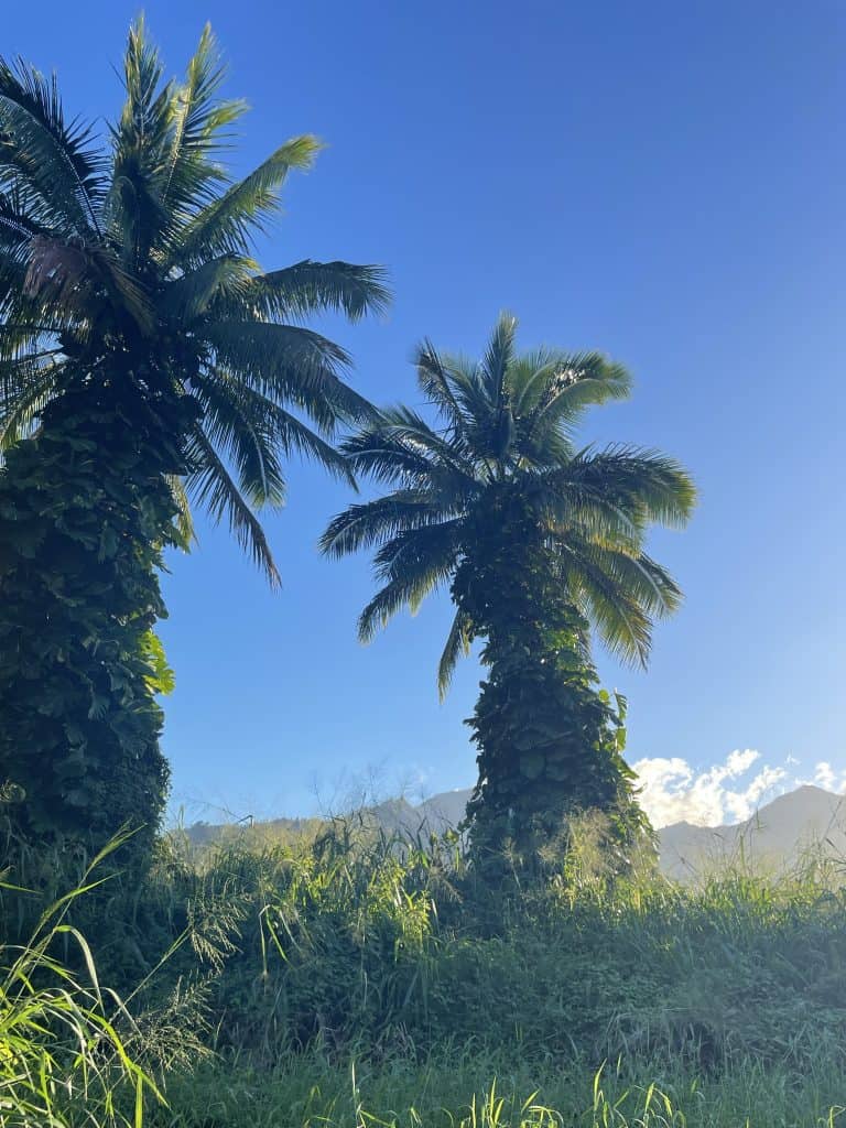 two large palm trees with potho vines crawling up the entire trunk
